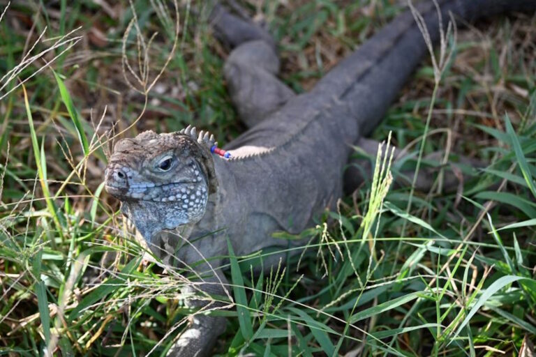 iguana blue dragon isole cayman salvo