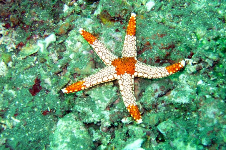 stelle marine
