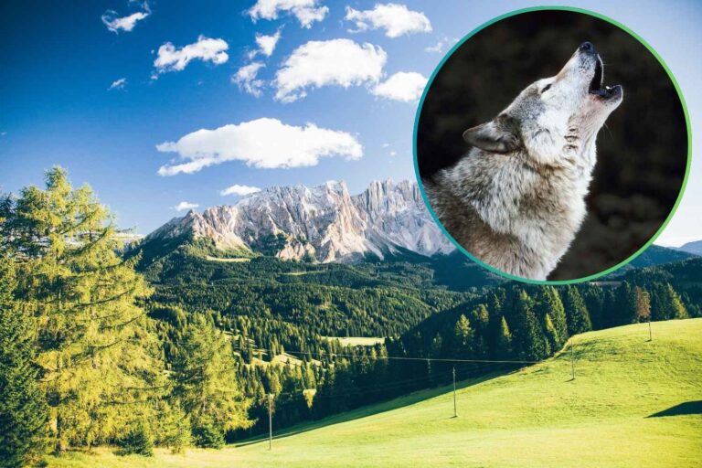 lupo alto adige