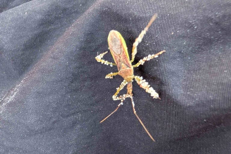 cimice assassina