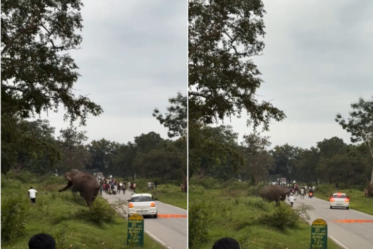 Turista elefante
