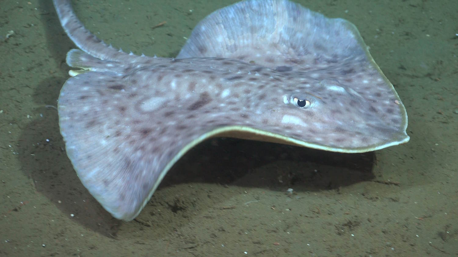 Nieuwe soorten Argentinië canyon