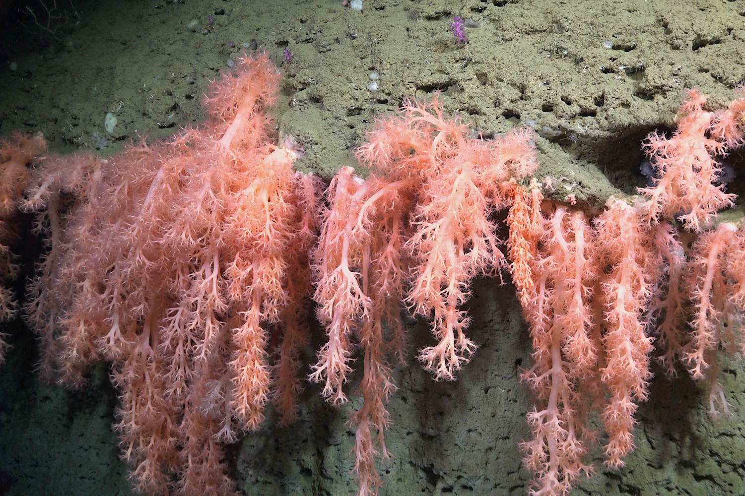 Nieuwe soorten Argentinië canyon