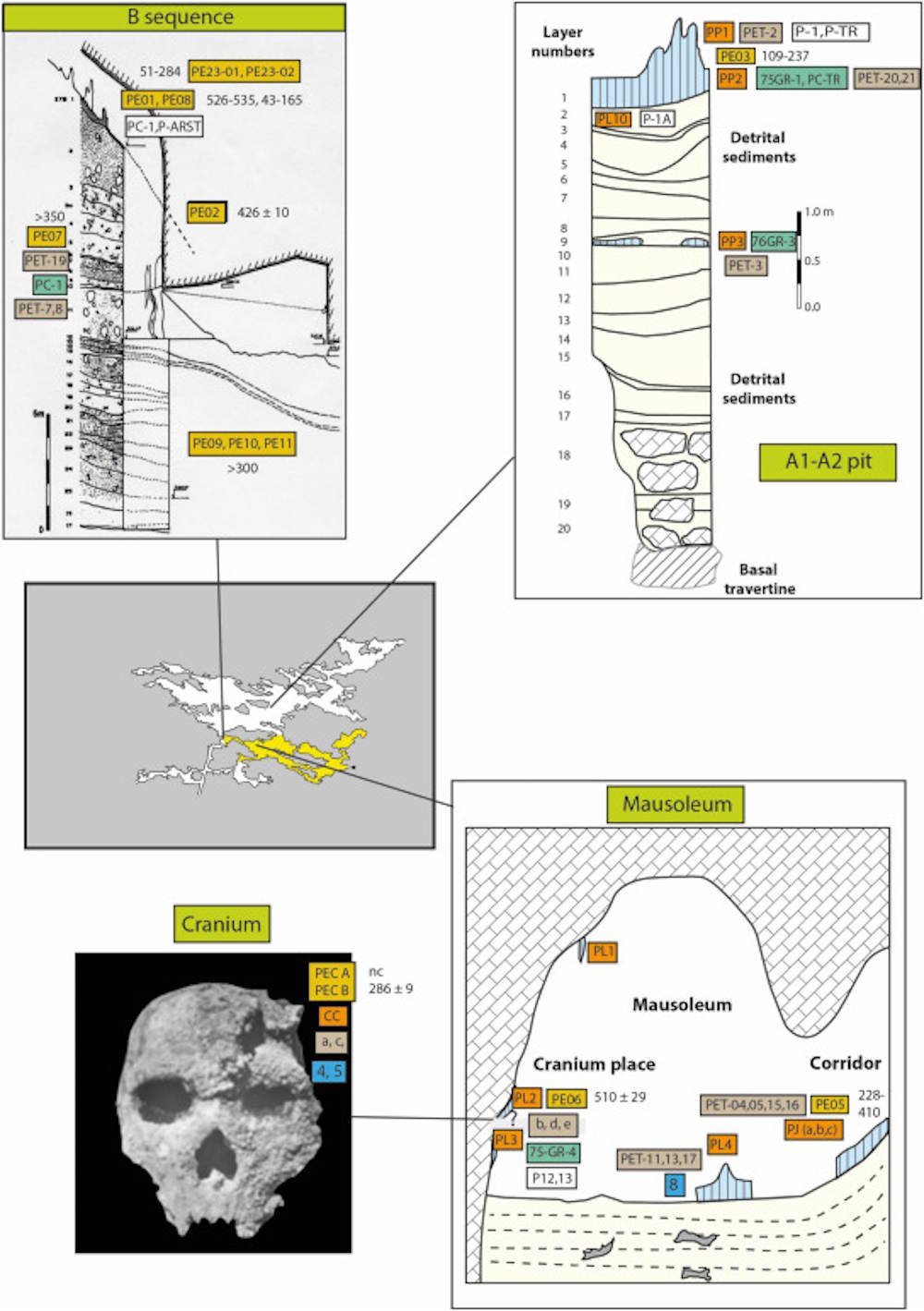 Meest primitieve menselijke soorten van Neanderthalers