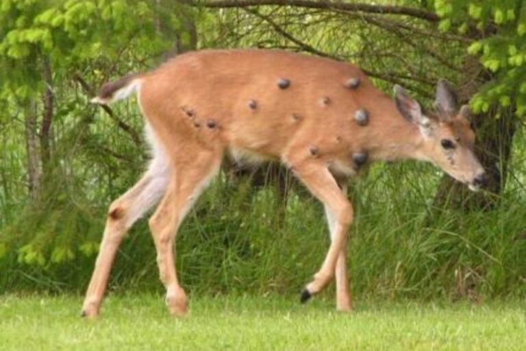 Cervi mutanti