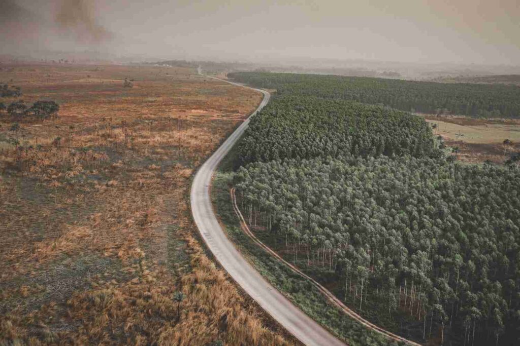 deforestazione