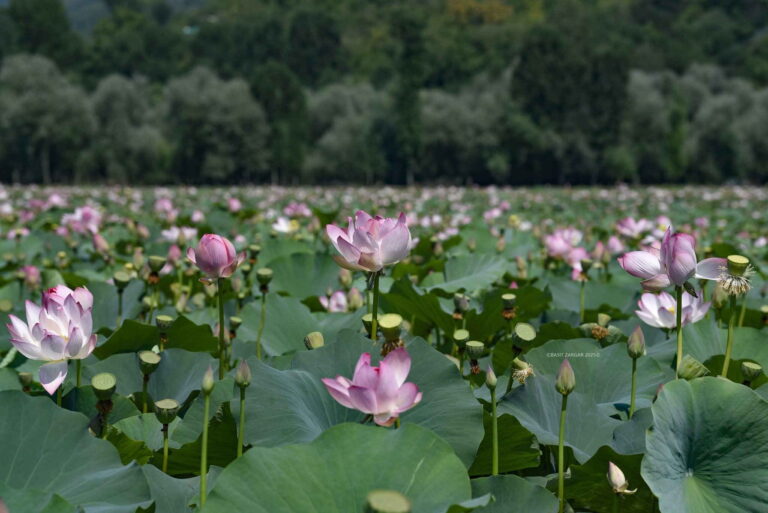 Wonder! Na 30 jaar keert de show van Lotus Flowers in Lake Wular Returns (Hope Hope in Kashmir) opnieuw in Kashmir)
