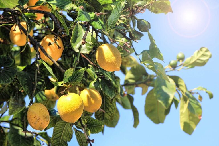 limoni