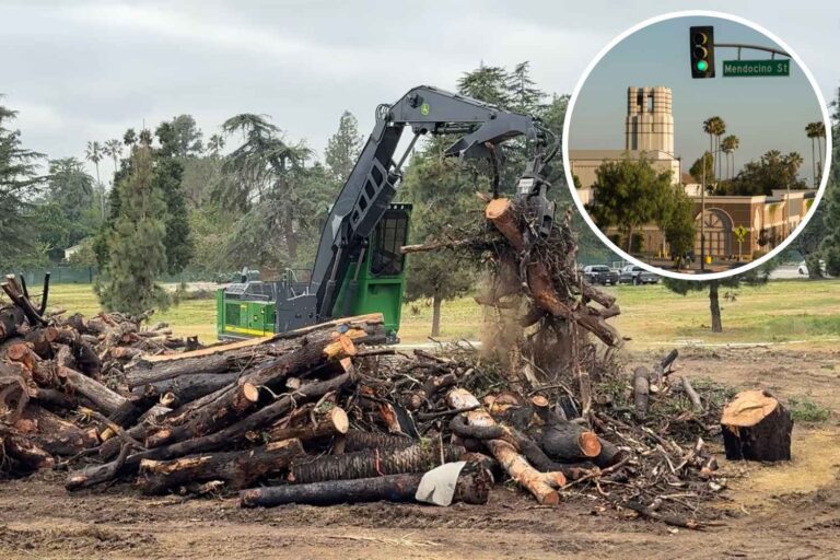 alberi_recuperati_incendio_Los_Angeles