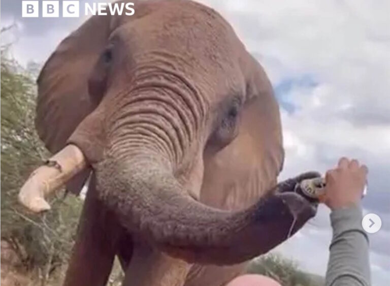 Madness in Kenia, een toerist maakt een bierdrank voor een olifant (onderzoek in uitvoering)

