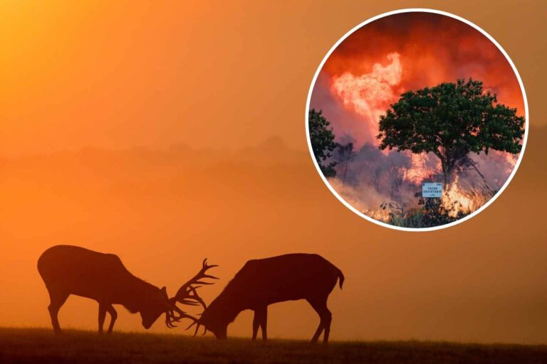 incendi_Spagna_caccia