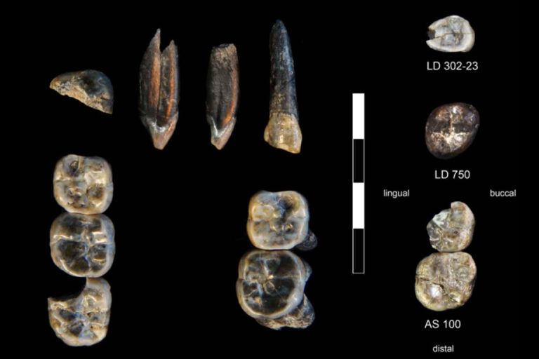 fossile ominide