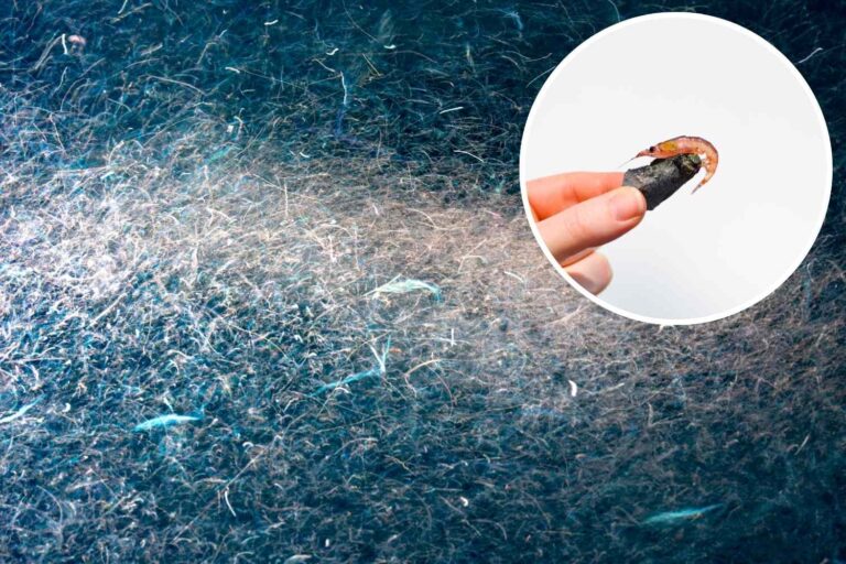 krill
