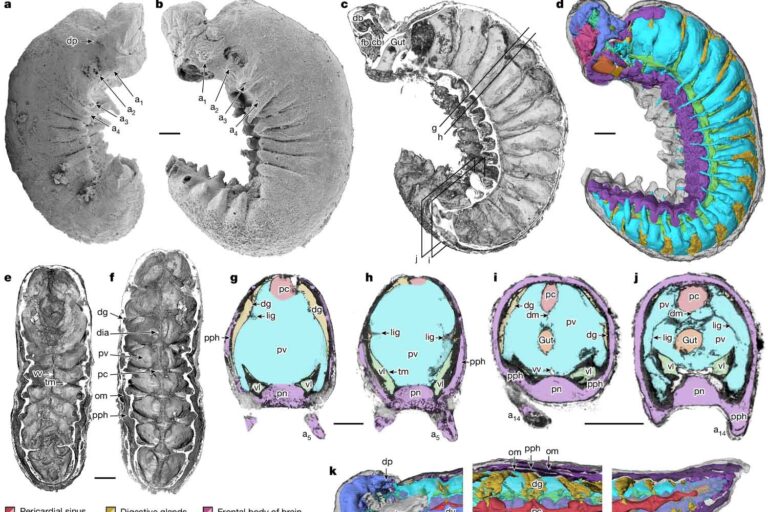fossile con cervello intatto dopo 520 milioni di anni