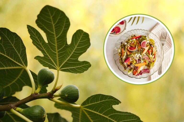 foglie di fico