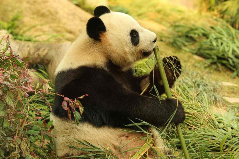 Panda fingono gravidanza