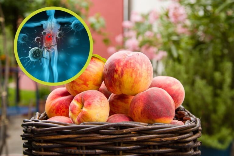 pesche sistema immunitario