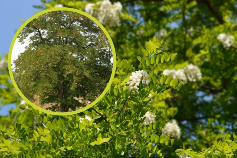 albero robinia