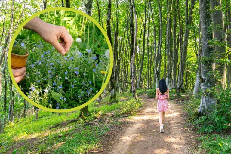 De 10 giftige planten die je tijdens een wandeling kunt ontmoeten
