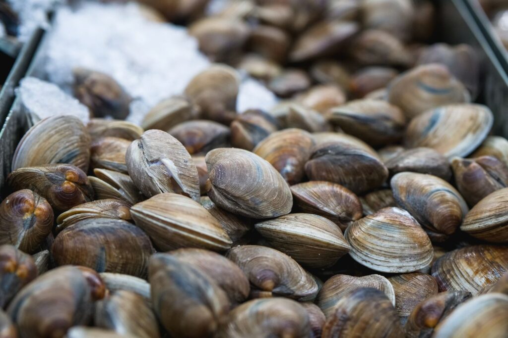 Niet alleen blauwe krab, de laatste ramp in de Adriatische Zee is de dood van de kokkels