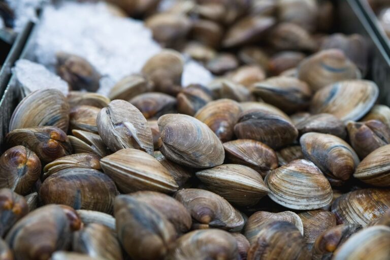 Niet alleen blauwe krab, de laatste ramp in de Adriatische Zee is de dood van de kokkels
