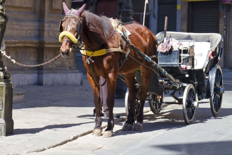 Brasile animali carrozze