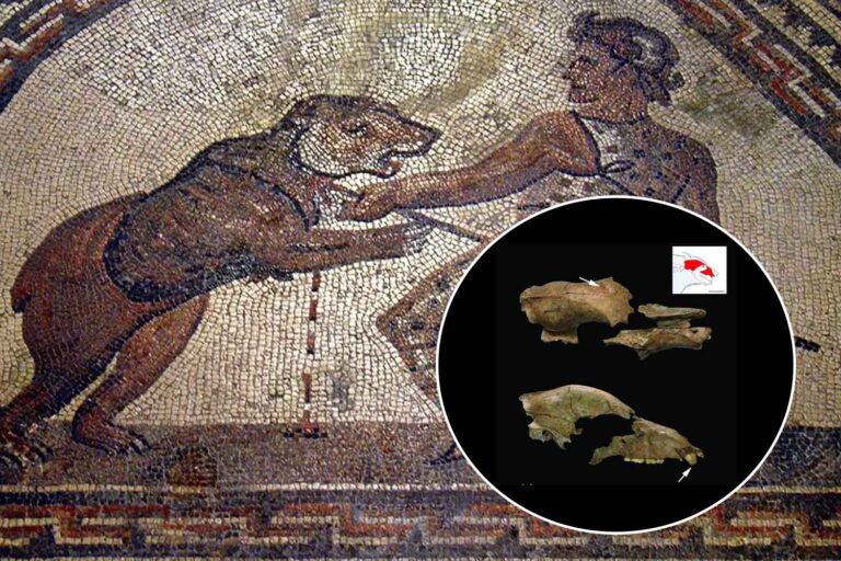 orso gladiatore
