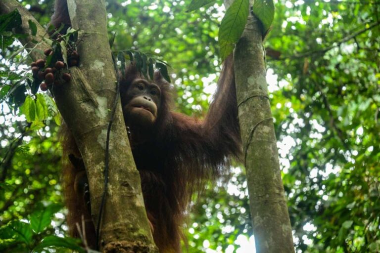 Orangotango