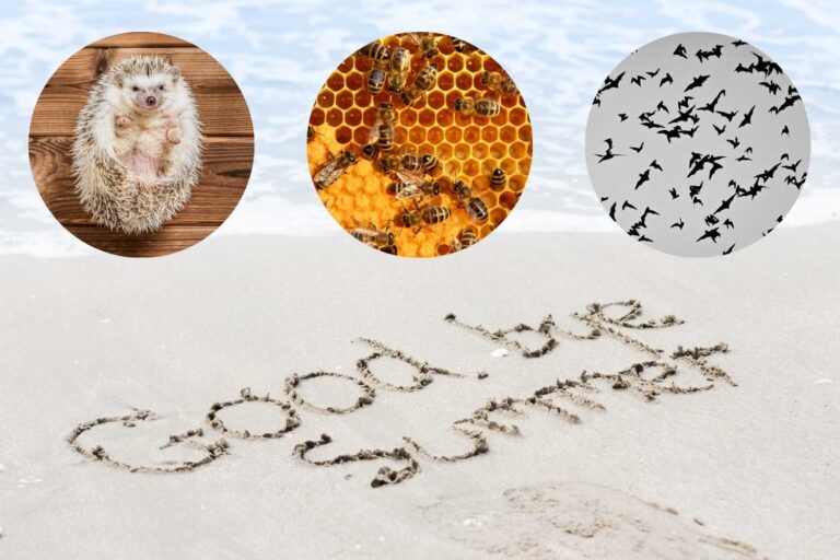 ricci api pipistrelli a fine estate