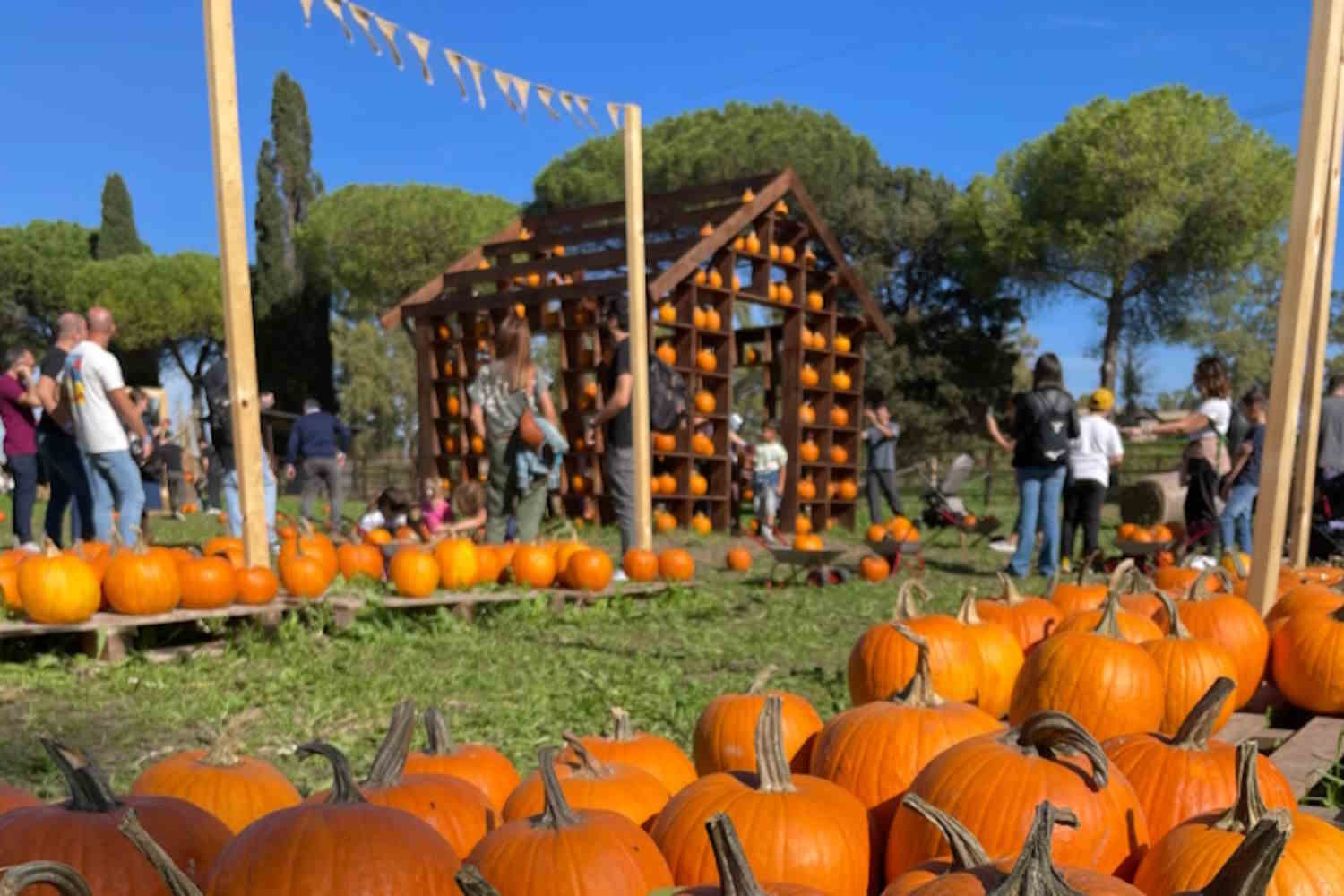 De pompoenen van Balvianca