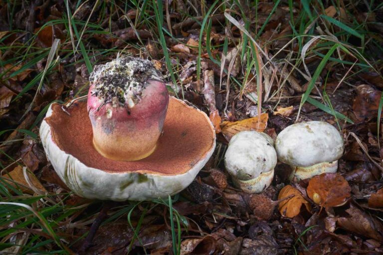 Rubroboletus satanas