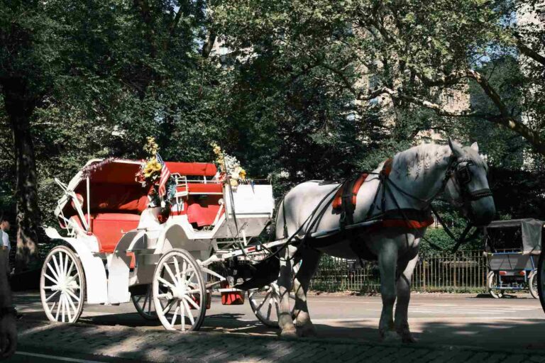 Carrozze cavalli NY