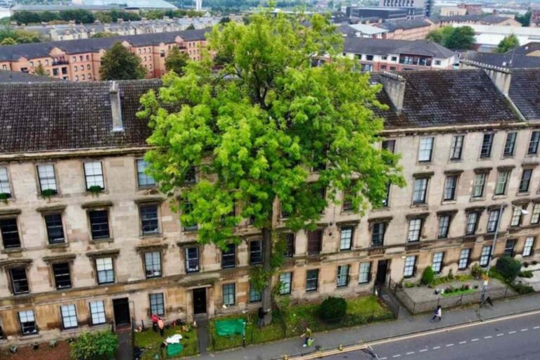 Argyle Street Ash