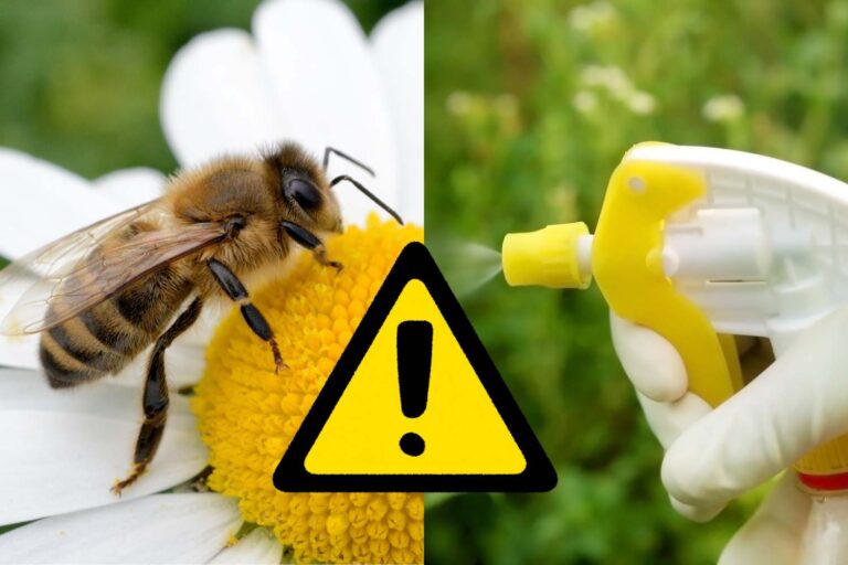 pesticida api