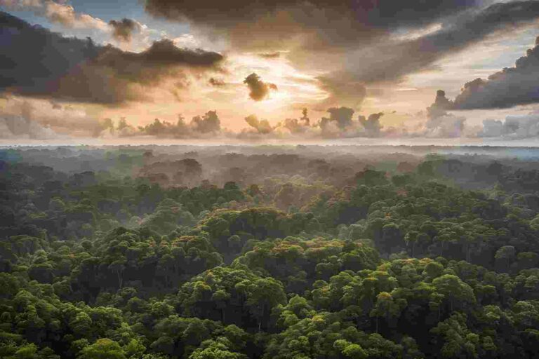 foreste_pluviali