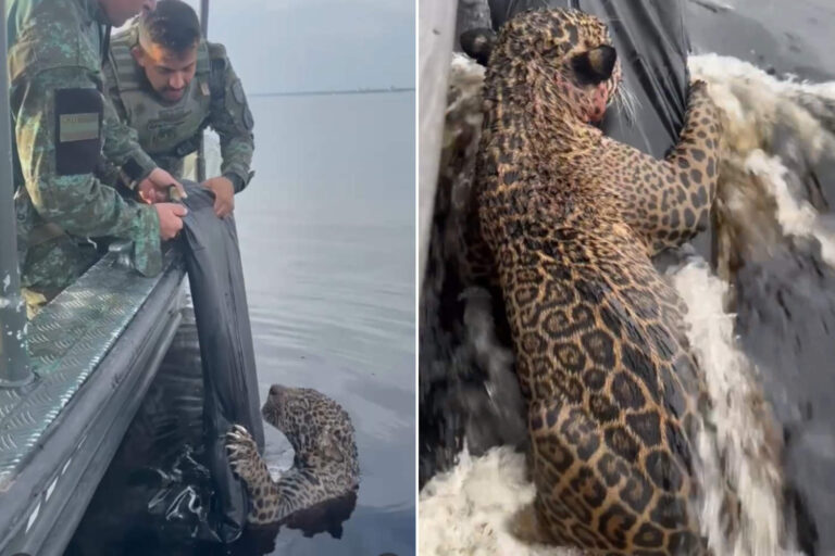 Salvataggio giaguaro