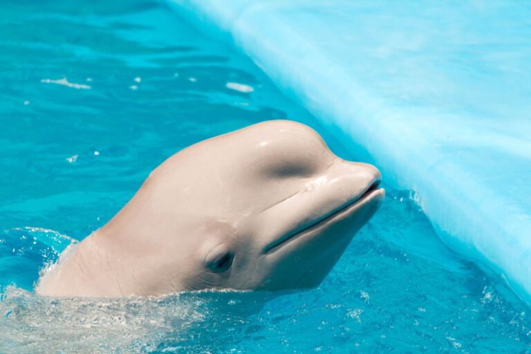 Marineland sopprimere beluga