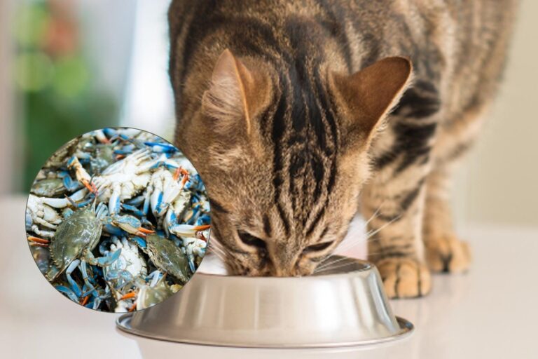 cibo gatti granchio blu