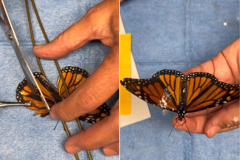 Trapianto ala farfalla