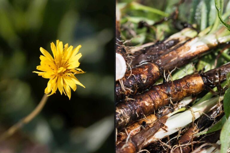 Scorzonera: hoe je de "zwarte wortel" in de winter kookt met een umami-smaak (en waarom zou je hem niet missen als je hem bij de marktkraam vindt)
