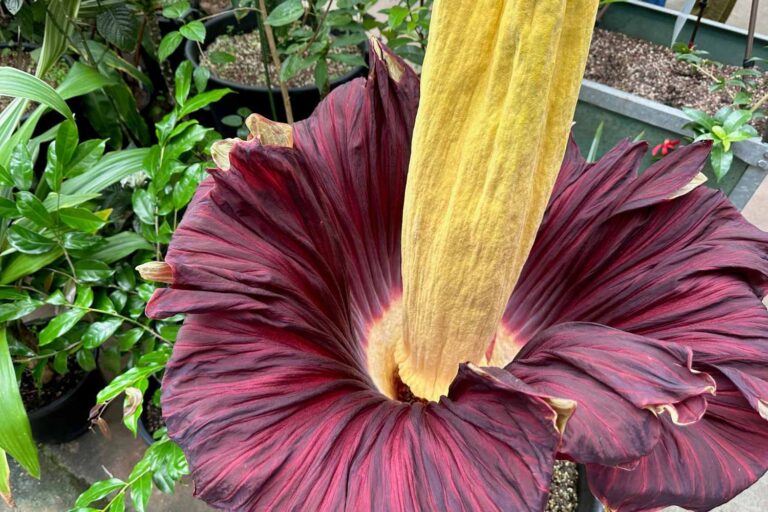 fiore cadavere