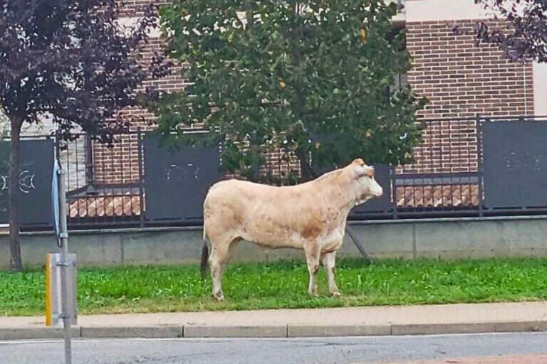 Vitella fugge da mattatoio