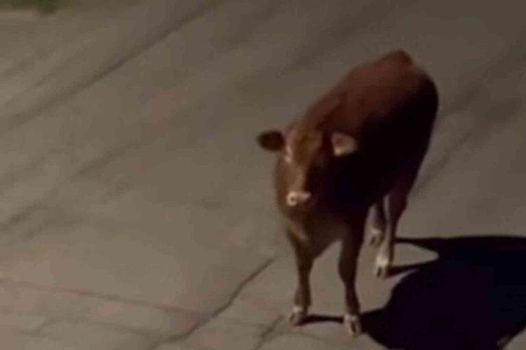 nino vitello in fuga