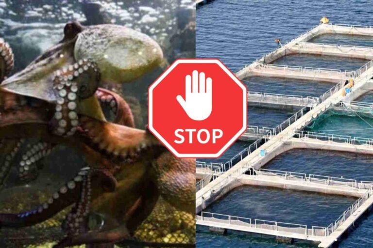 Cile divieto allevamento polpi