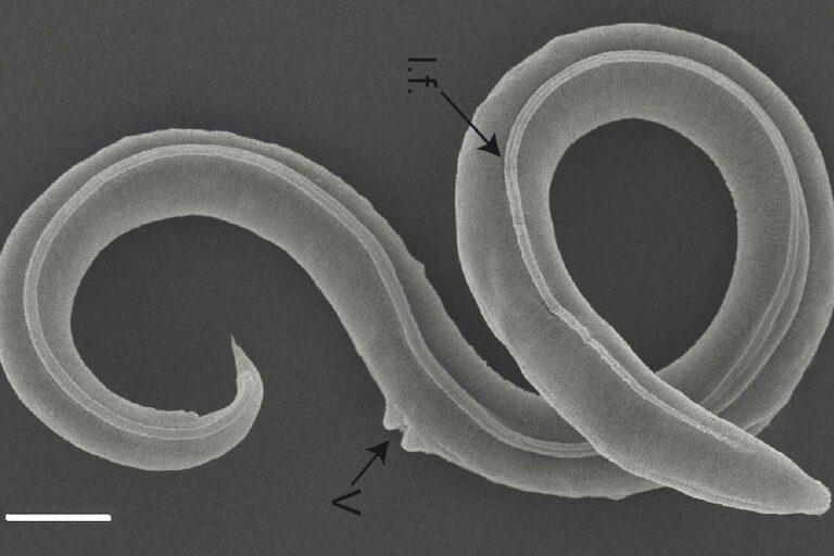 verme di 46.000 anni