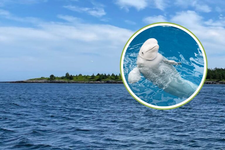 santuario balene canada