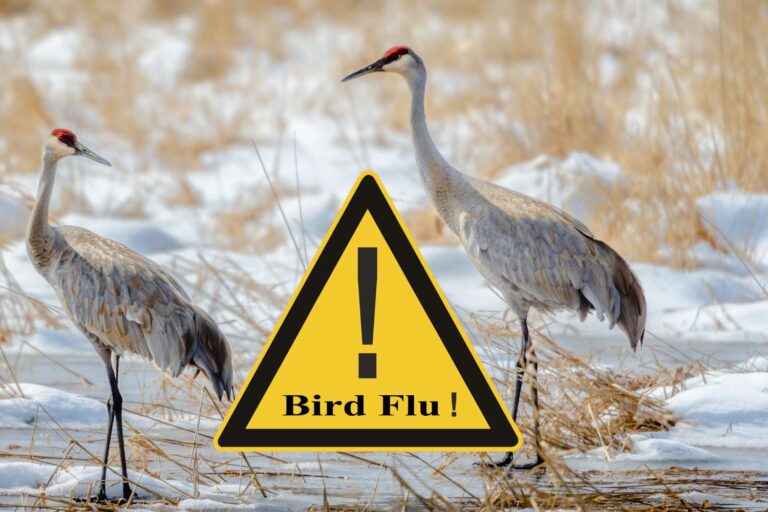 influenza aviaria gru