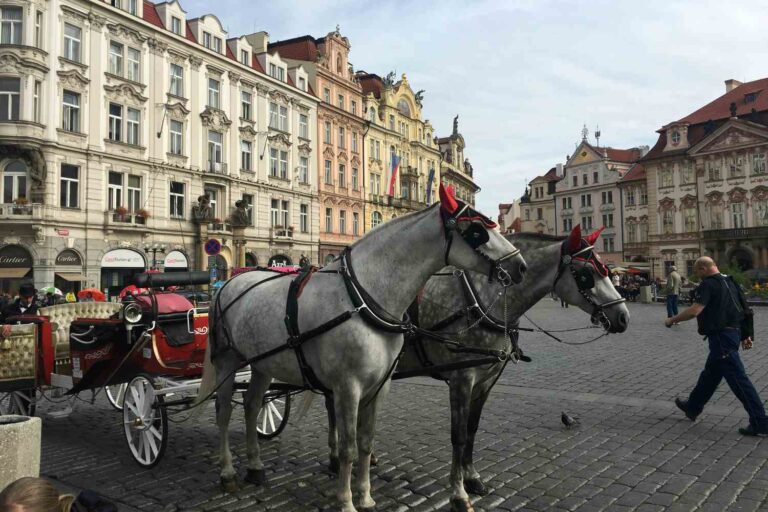 Praga carrozze cavalli