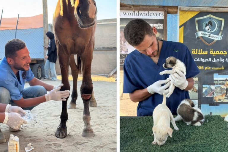 Ze doodden Mu'ath, de vriendelijke dierenarts in Gaza die door iedereen vergeten dieren redde tussen bommen en puin
