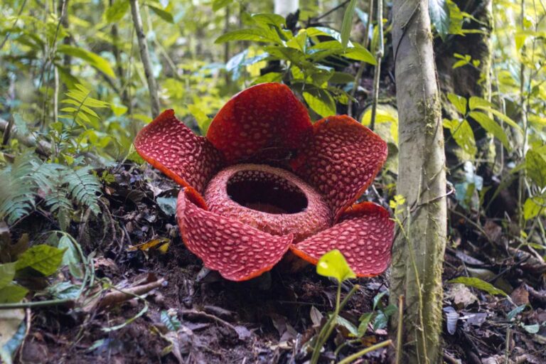 rafflesia